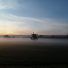 unvisited tree in the mist