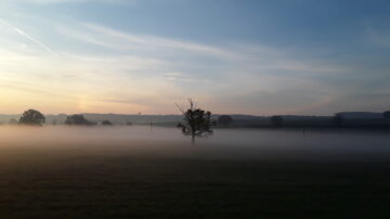 unvisited tree in the mist