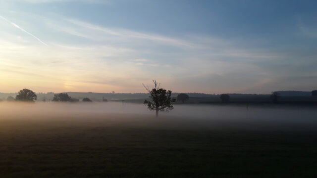 unvisited tree in the mist