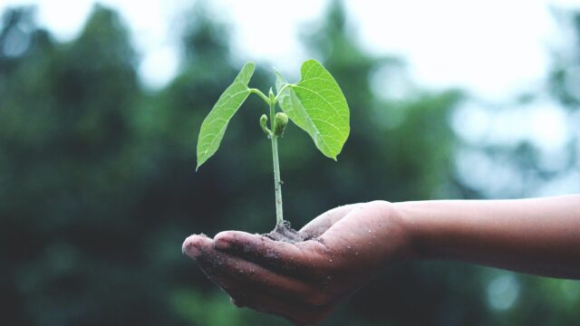 seedling in the palm of a hand
