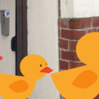 Ducks walking past Flourish building