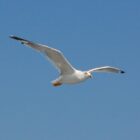 Bird flying in the sky