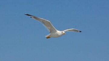 Bird flying in the sky