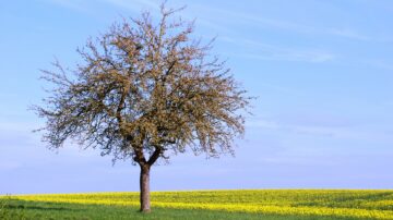 Tree in springtime