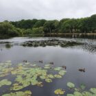 Ducks in a row swimming on a lake