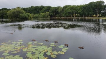 Ducks in a row swimming on a lake