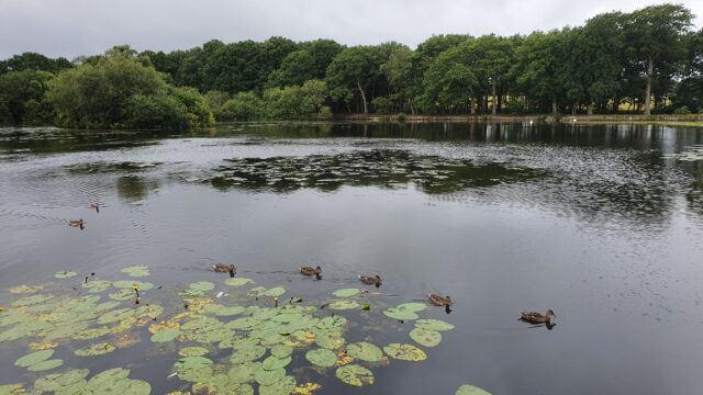 Ducks in a row swimming on a lake
