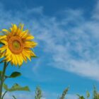 Sunflower with head held high