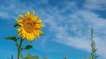 Sunflower with head held high