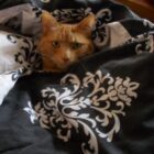 A Four-Legged Therapist, Bobbi the cat
