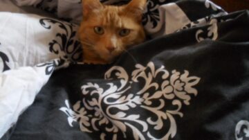 A Four-Legged Therapist, Bobbi the cat