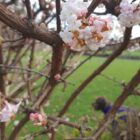 spring blossom on a tree branch
