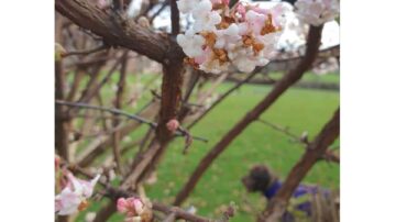 spring blossom on a tree branch