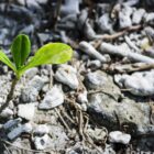 Seedling growing out of the earth