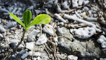 Seedling growing out of the earth