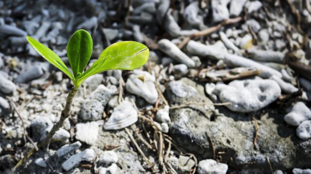 Seedling growing out of the earth