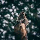 monkey sat on a tree stump