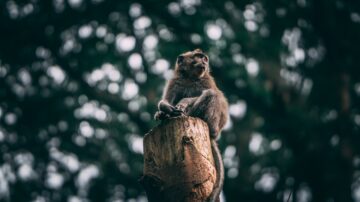 monkey sat on a tree stump