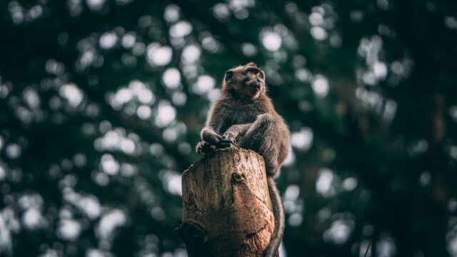 monkey sat on a tree stump