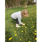Little boy picking dandelions