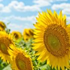 Sunflowers on a sunny day
