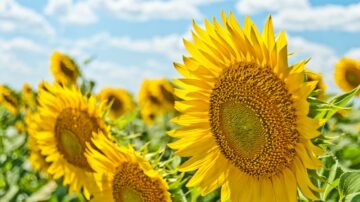 Sunflowers on a sunny day
