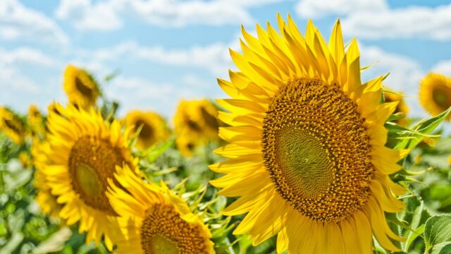 Sunflowers on a sunny day