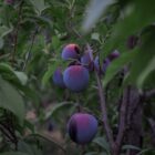 Geraldine Richards: Rhapsody in Plum & Embracing Nature