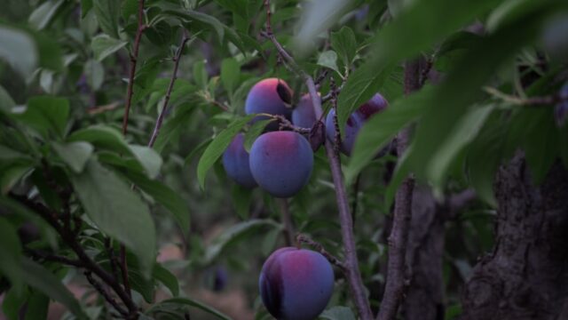 Geraldine Richards: Rhapsody in Plum & Embracing Nature