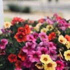 Petunias