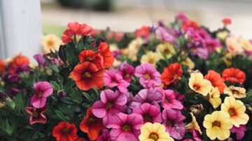 Petunias