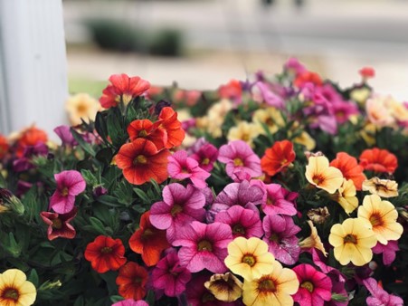 Petunias