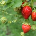 strawberries