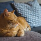 Cat curled up on a settee