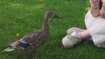 You've Knocked My Duck Off