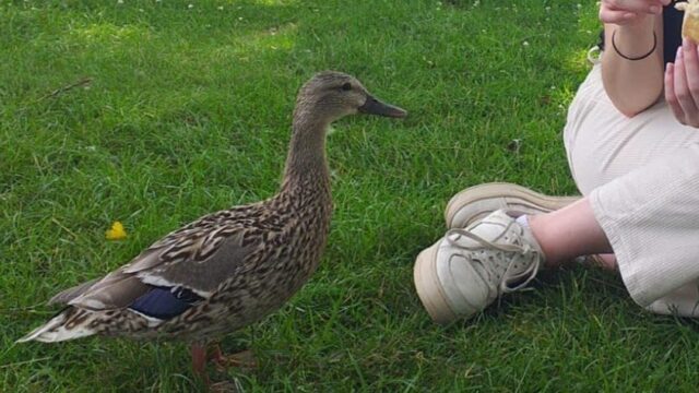 You've Knocked My Duck Off