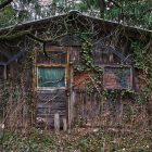 Abandoned overgrown wooden house