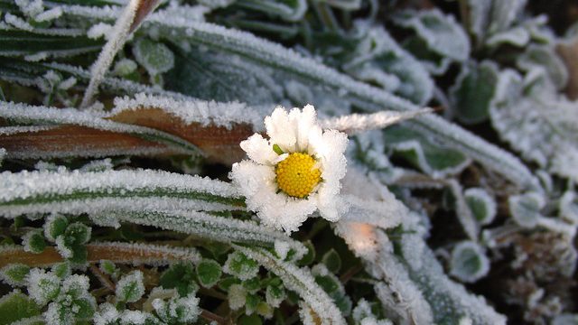 daisy in ice