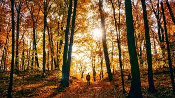 person walking through autumnal woods