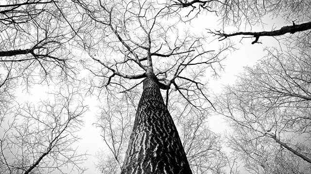 looking up the trunk of a bare tree