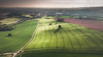 field with sun shining