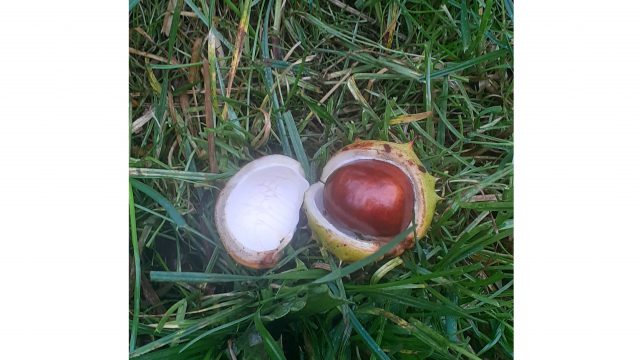 opened conker lying on the wet grass