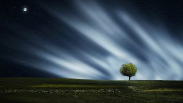 A tree with the night sky behind