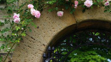 roses around an archway