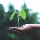 seedling in the palm of a hand