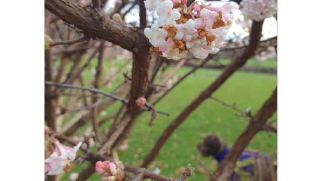 spring blossom on a tree branch