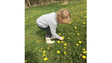 Little boy picking dandelions