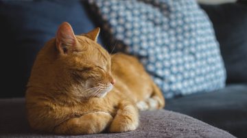 Cat curled up on a settee