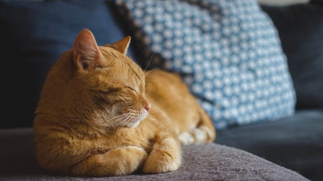 Cat curled up on a settee