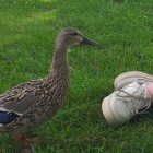 You've Knocked My Duck Off